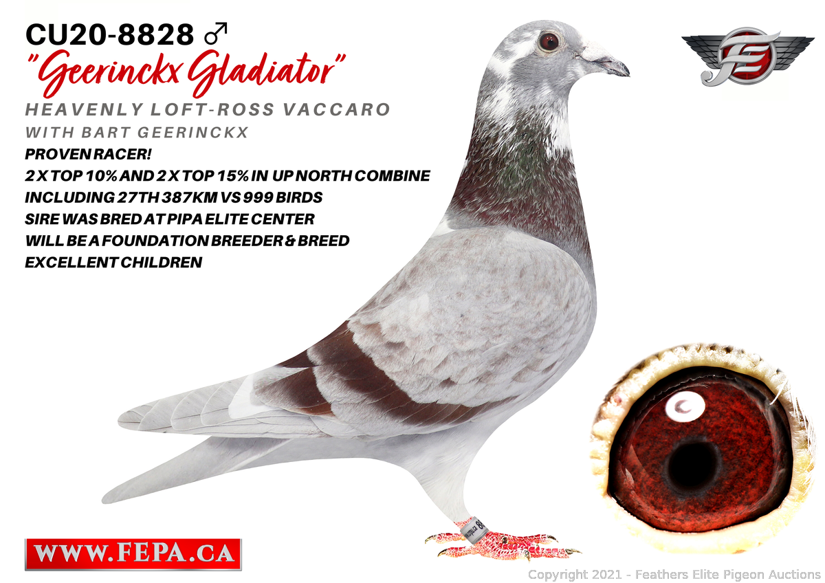 Nixalite HD Pigeon Trap 36x16x8