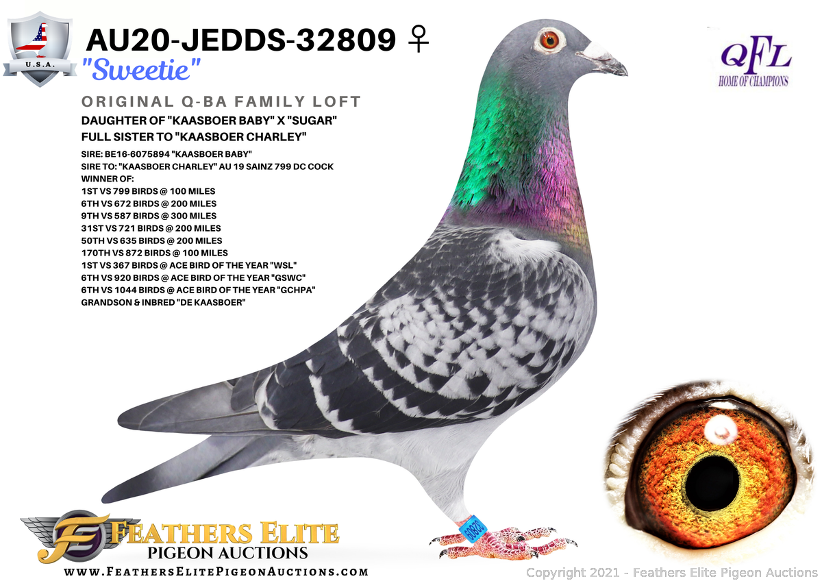 Jedds pigeon sale