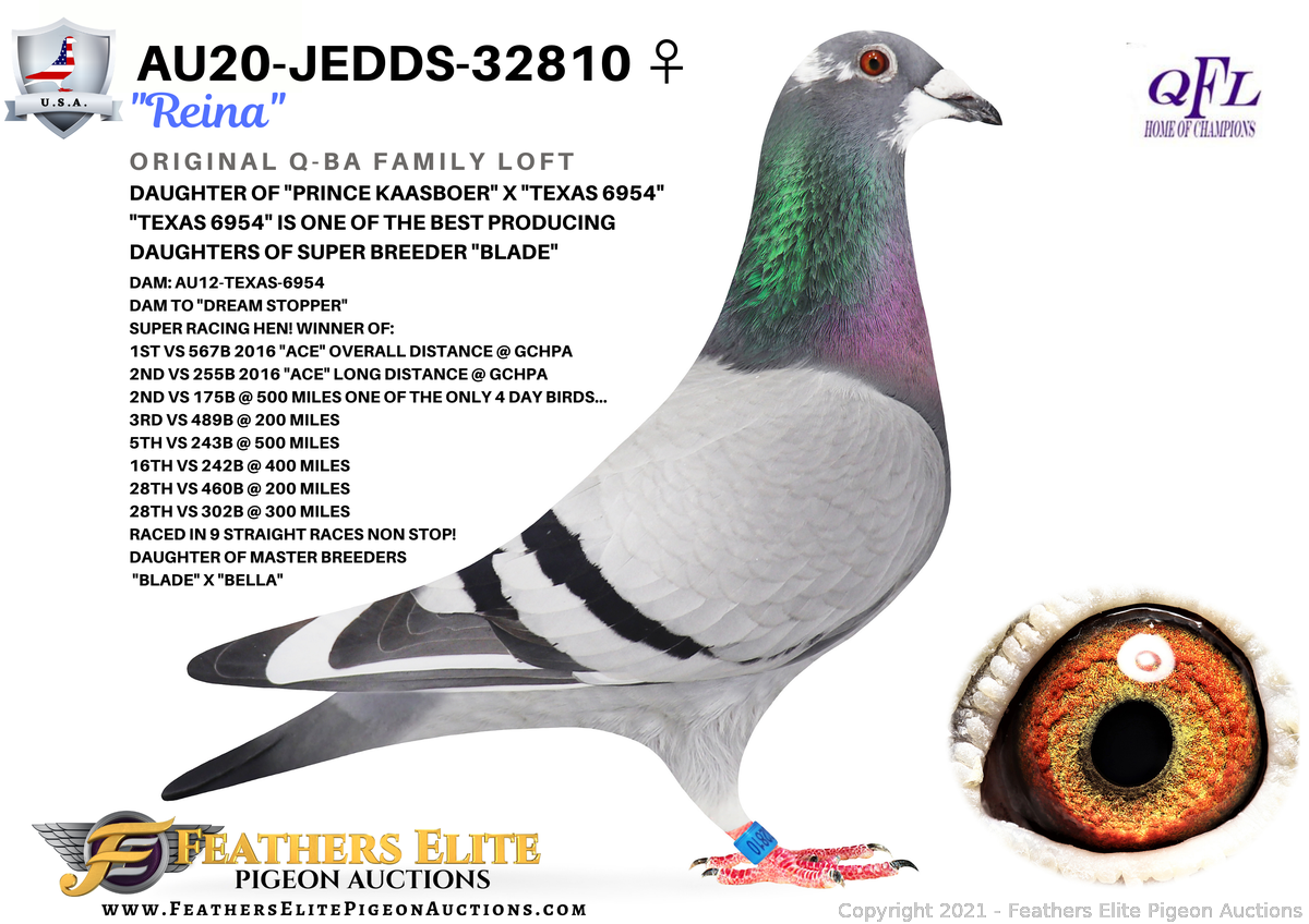 Jedds pigeon store