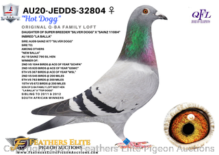 jedds pigeon