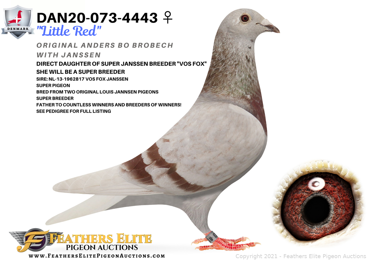 『The Pigeon』 DAN20-073-4443 ♀ 
