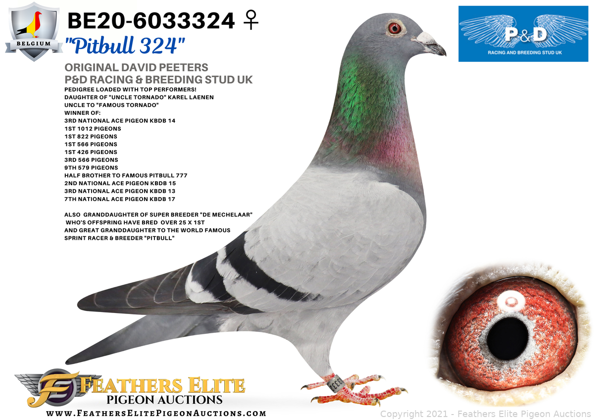 PITBULL 324