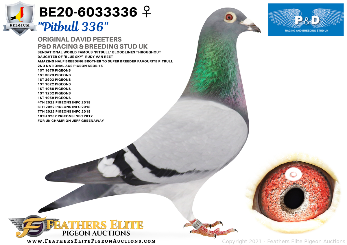 【美品】Pigeon Runfee RB3 Pigeon ピジョン ランフィ RB3 (トラッドデニム 限定カラー