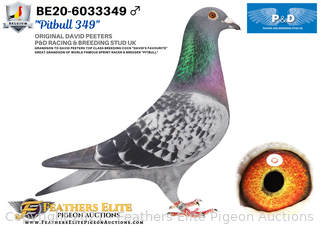 【美品】Pigeon Runfee RB3 iPigeon.com - Racing Pigeon Auction