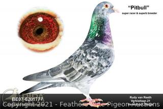 『The Pigeon』 The Pigeon Finds a Hot Dog! by Mo Willems - QVC.com