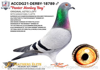 w61ddc6c8f3f06_t.png