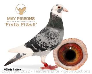 INBRED PRETTY PITBULL