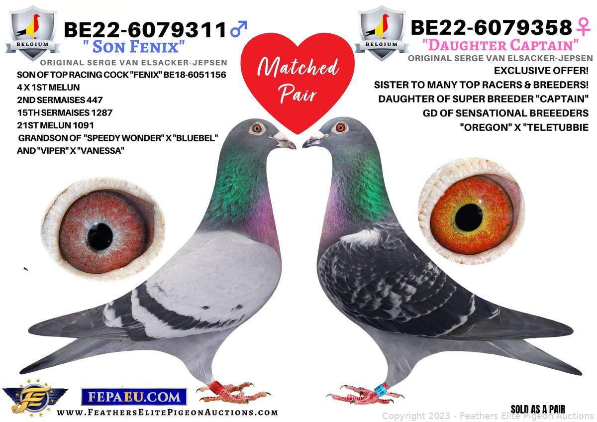 SERGE VAN ELSACKER-JEPSEN Auction | Feathers Elite Pigeon