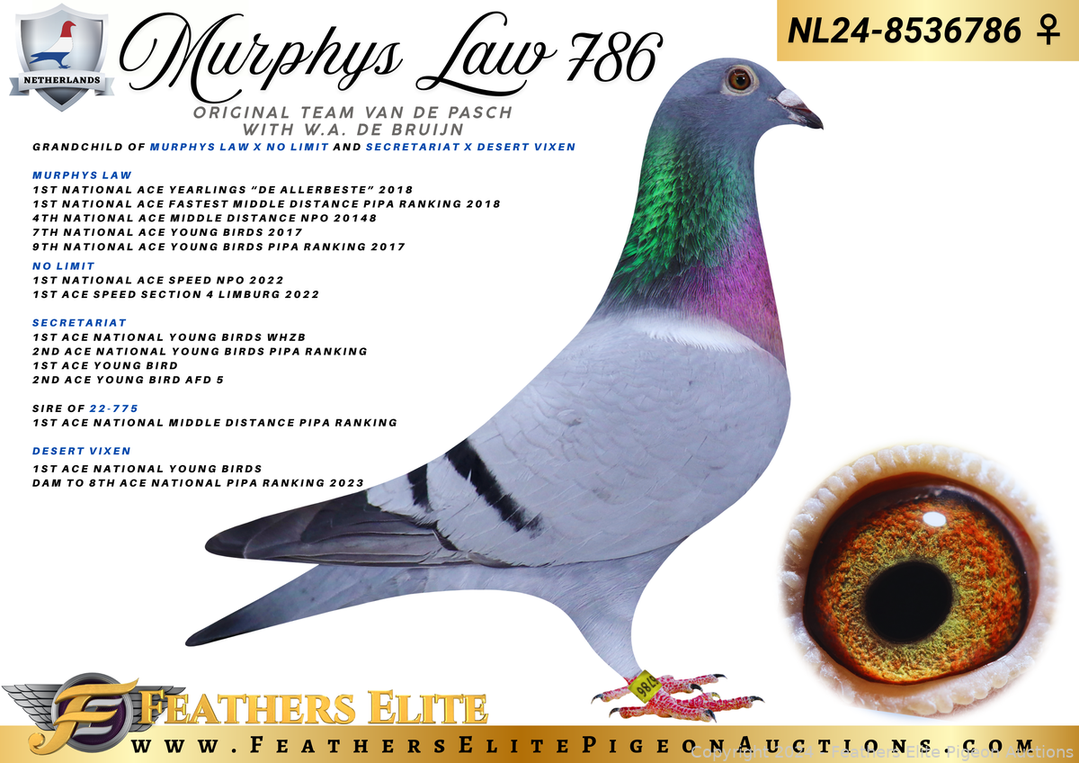 USED murphy's law ロンT L USED murphy's law ロンT L