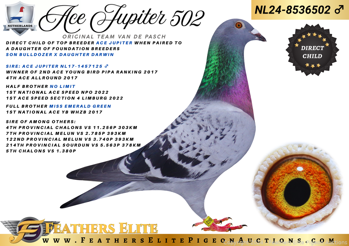 ACE JUPITER 502 NL24-8536502 ♂ Auction | Feathers Elite Pigeon
