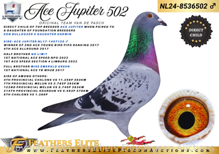 ACE JUPITER 502 NL24-8536502 ♂ Auction | Feathers Elite Pigeon