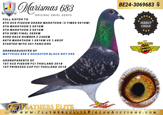 MARISMAS 683 BE24-3069683 ♀ Auction | Feathers Elite Pigeon Auctions