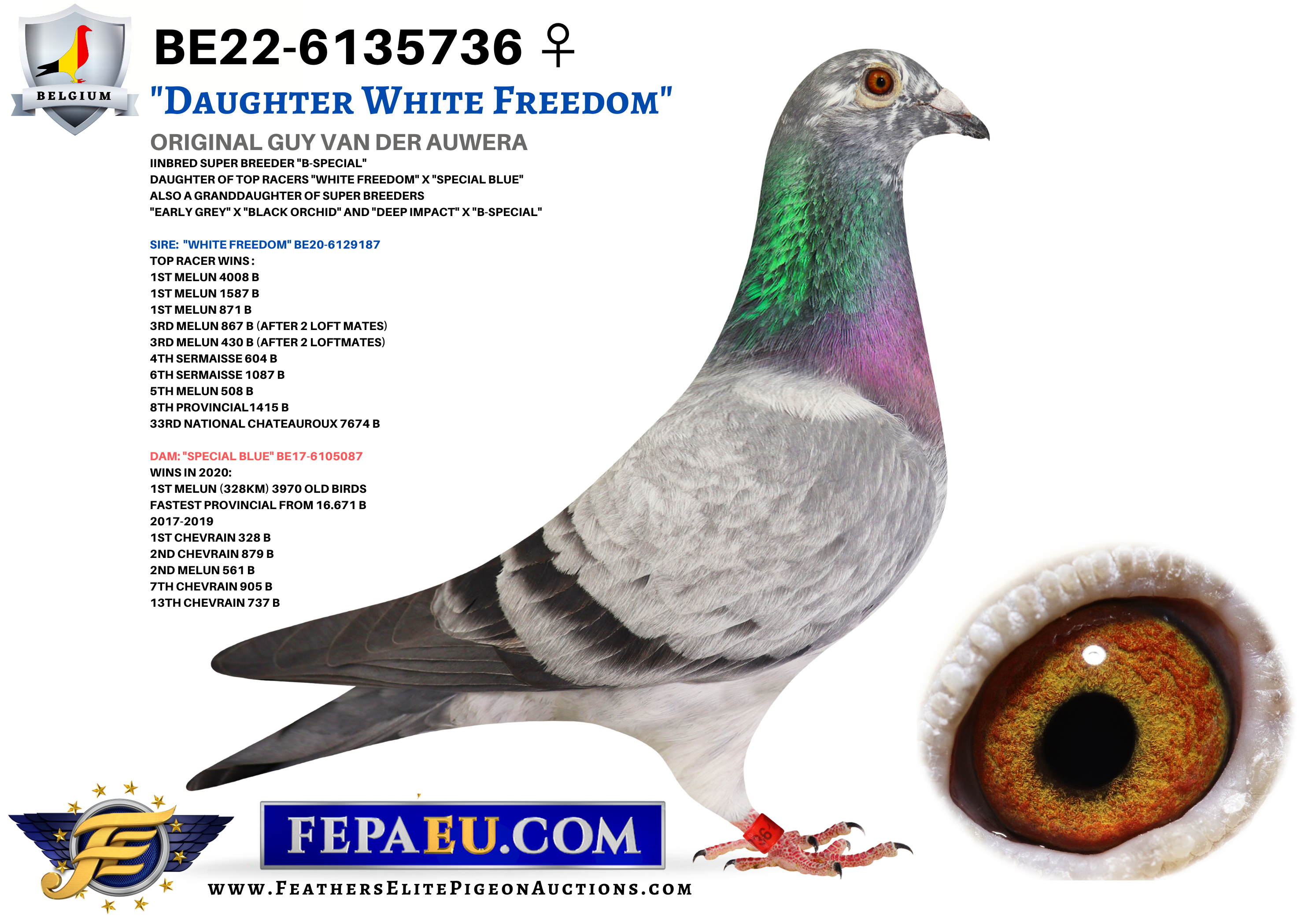 GUY VAN DER AUWERA Auction | Feathers Elite Pigeon Auctions