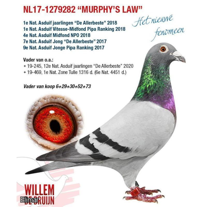 MURPHYS LAW 786 NL24-8536786 ♀ Auction | Feathers Elite