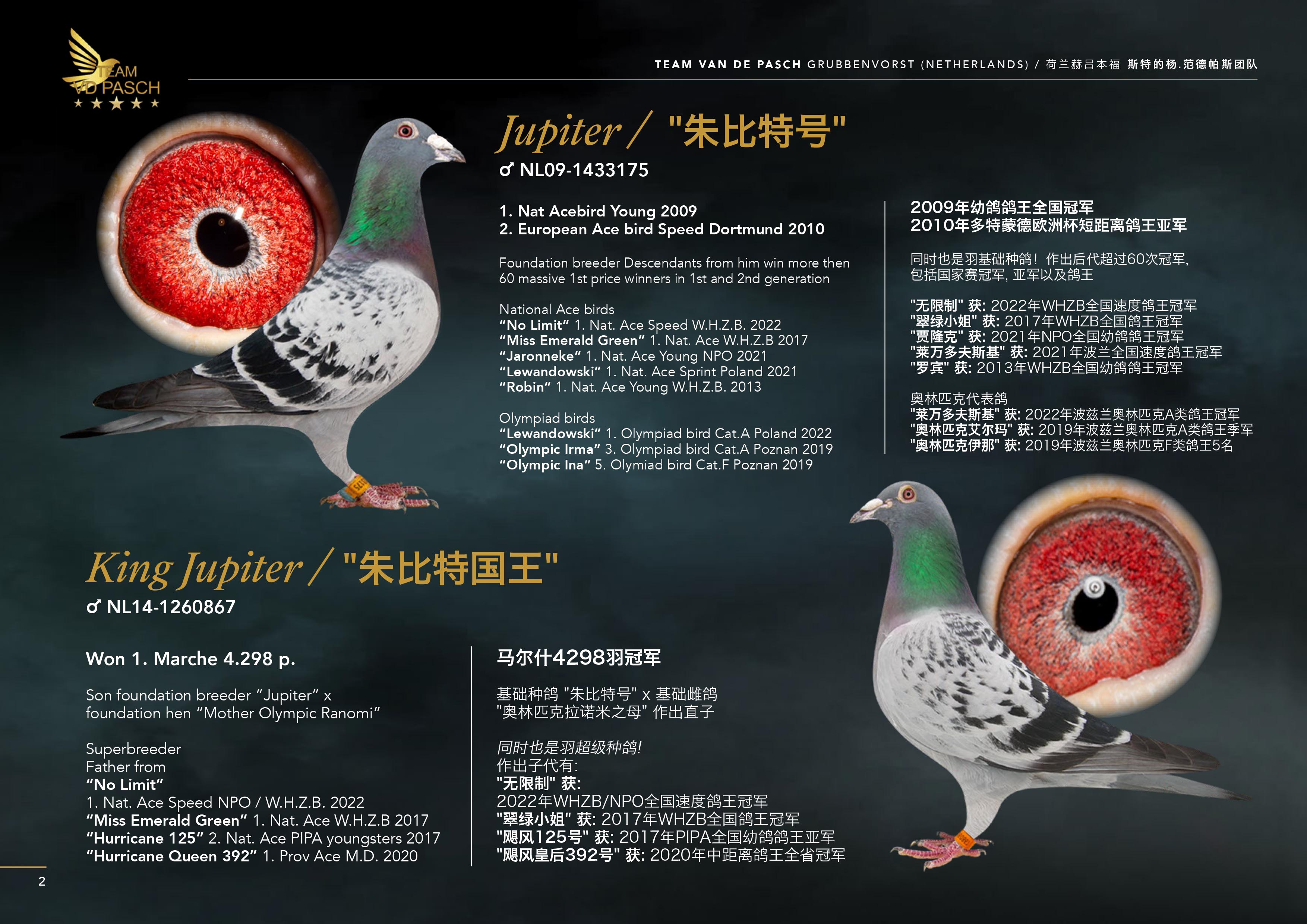 MURPHYS LAW 786 NL24-8536786 ♀ Auction | Feathers Elite