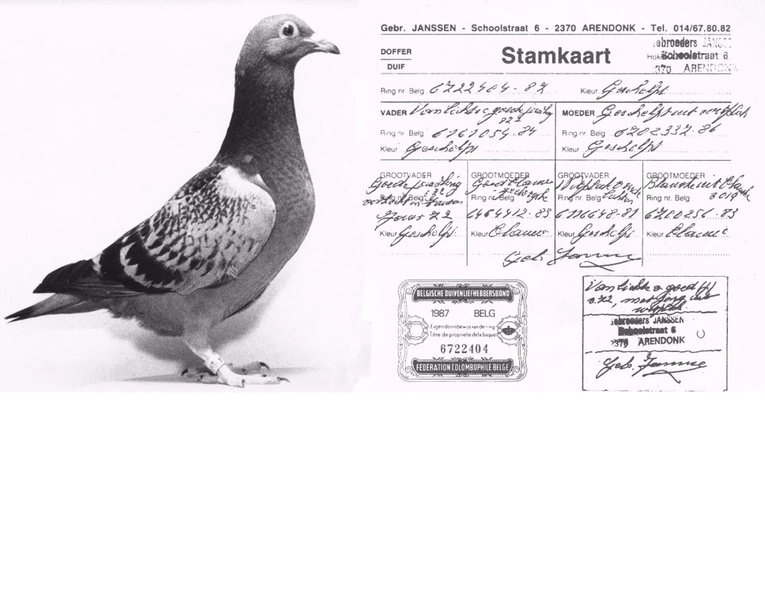 JANSSEN LEGACY MATCHED PAIR Auction Feathers Elite Pigeon Auctions